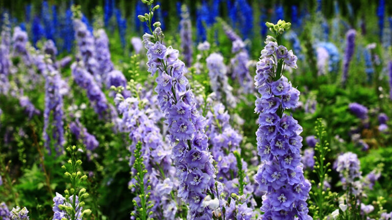 delphinium-haber-1-3