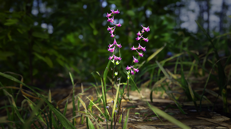 Delphinium caseyi,  St.Hillalirion Bölgesinde de Koruma Altında!